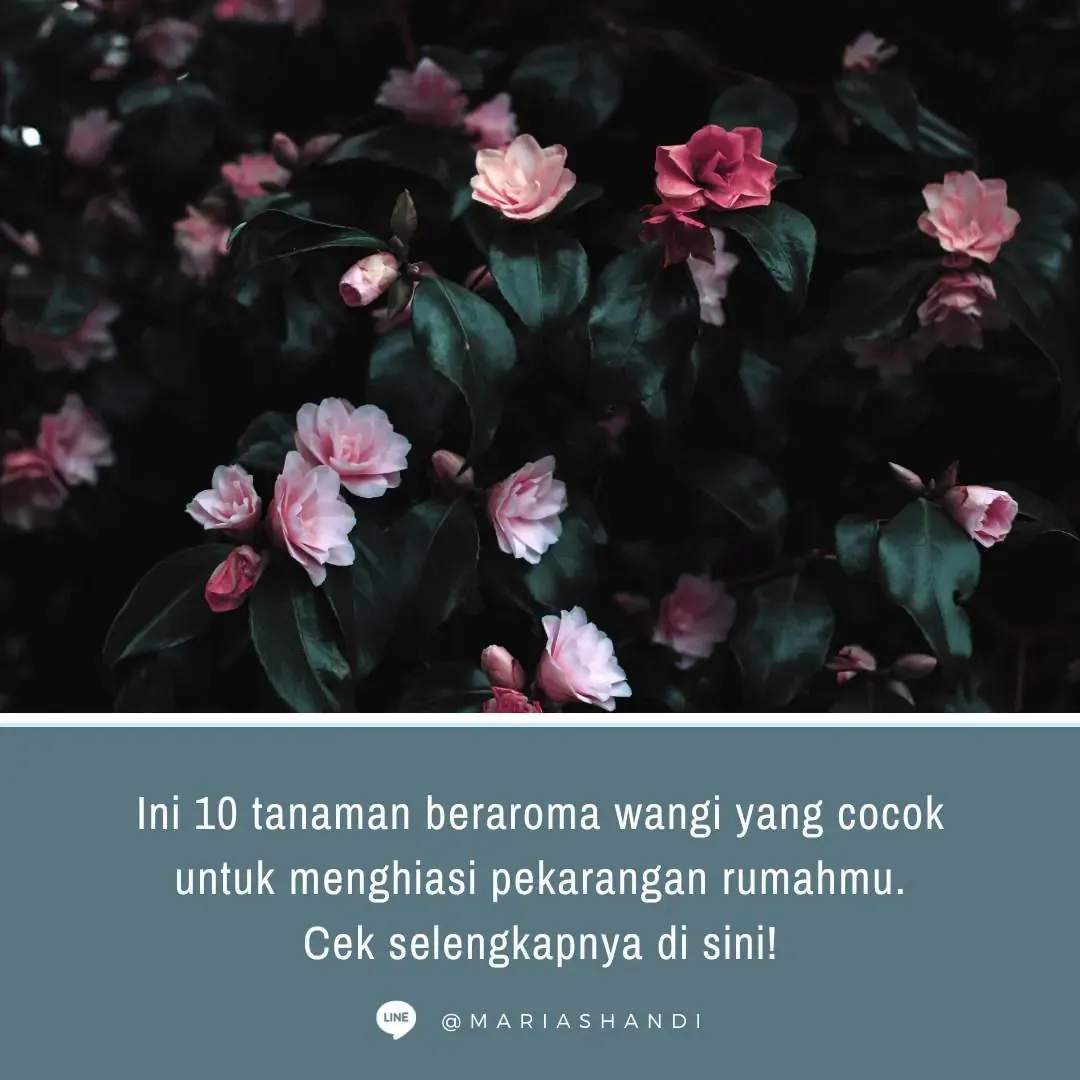 Tanaman Hias Wangi yang Cocok untuk Rumah